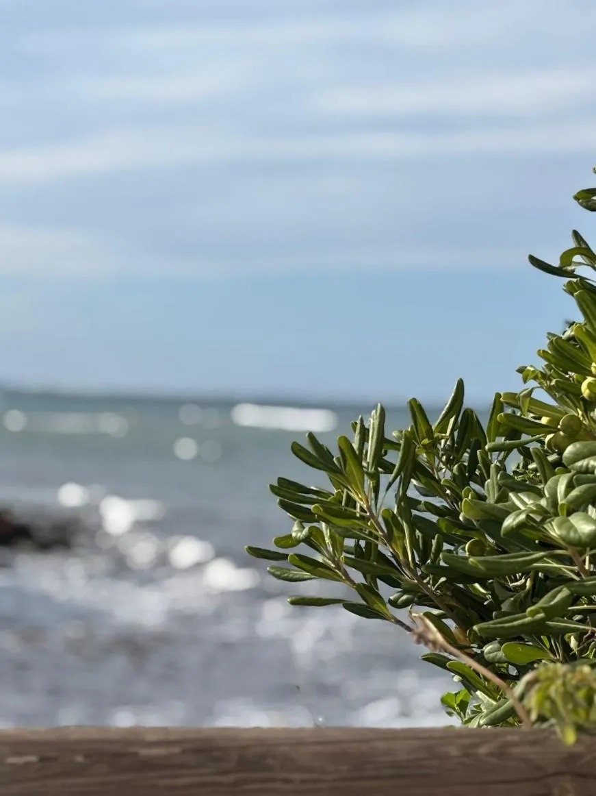 Mediterrane kustplant met de zee op de achtergrond