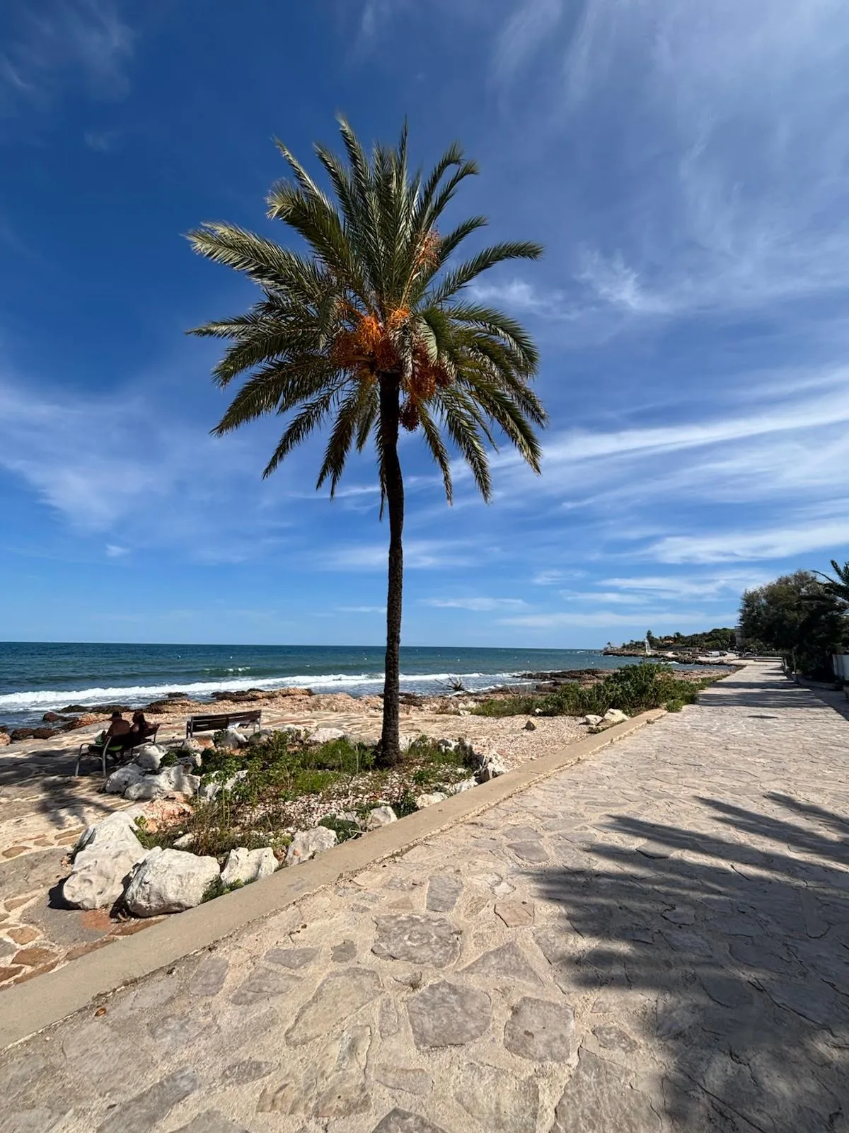 Palmboom aan de strandboulevard van Dénia bij de zee